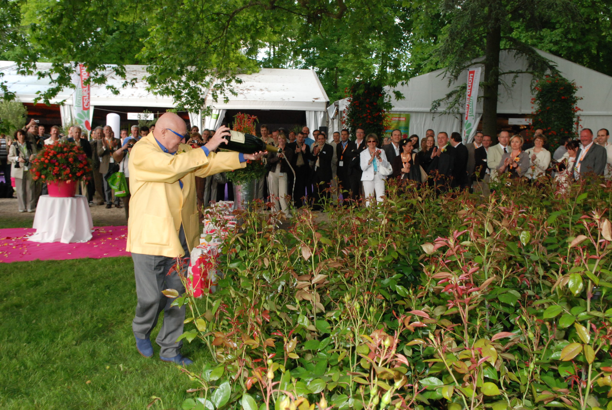 21 Mai 2008 – Un rosier « nouvelle génération »