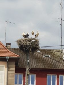 3 juillet 2018 – « 24h Chez l’adhérent » SCHERTZ